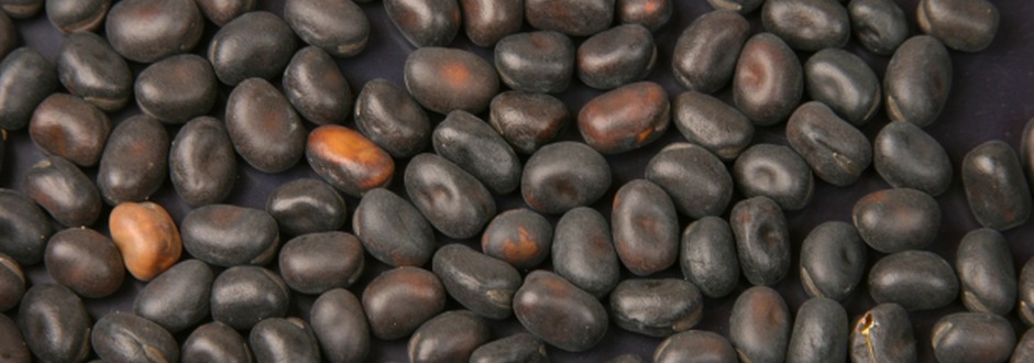 Black Horse Bean
