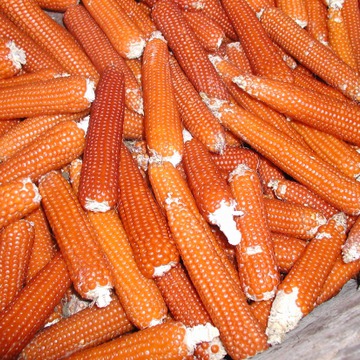 Small Corn